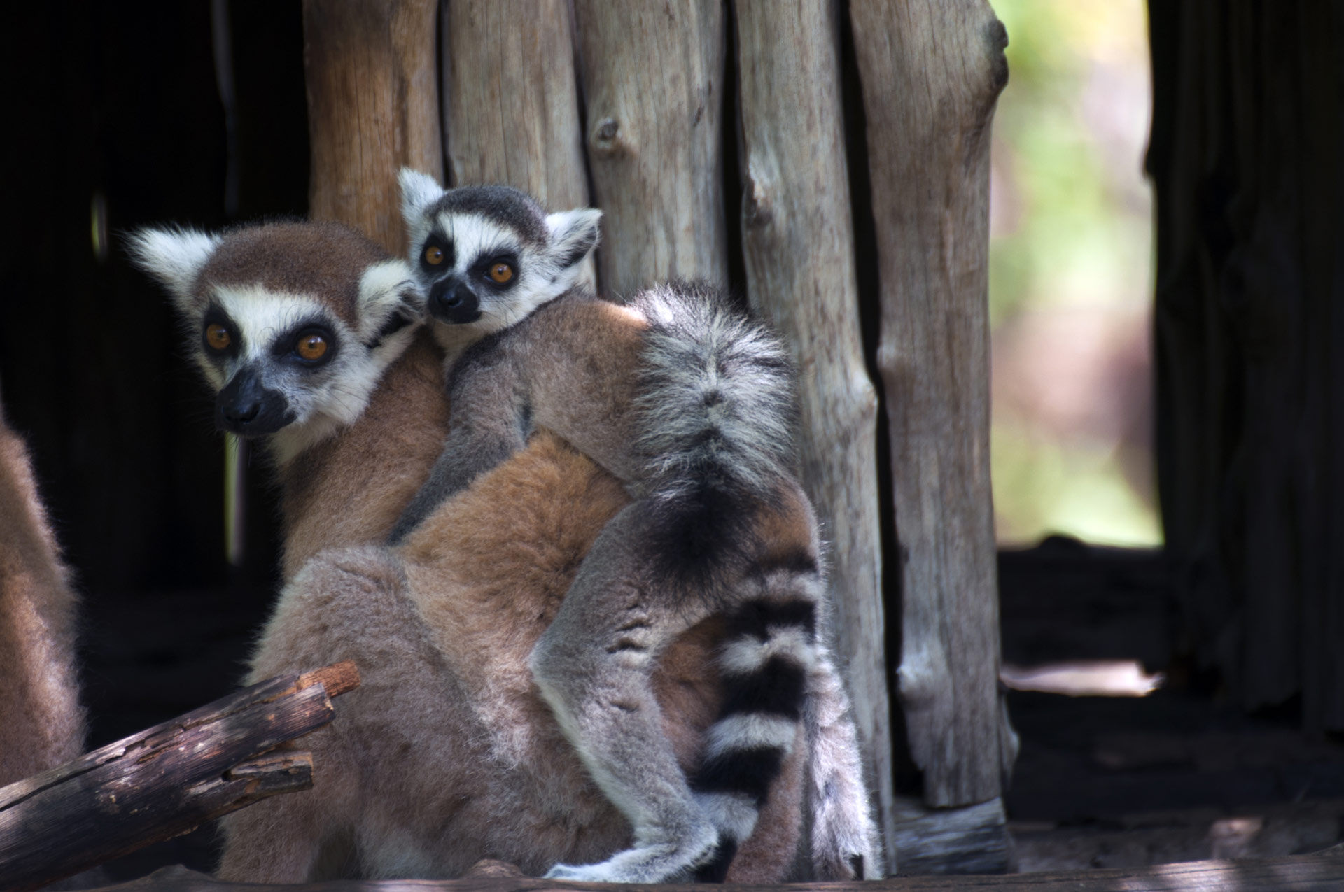 lemuri