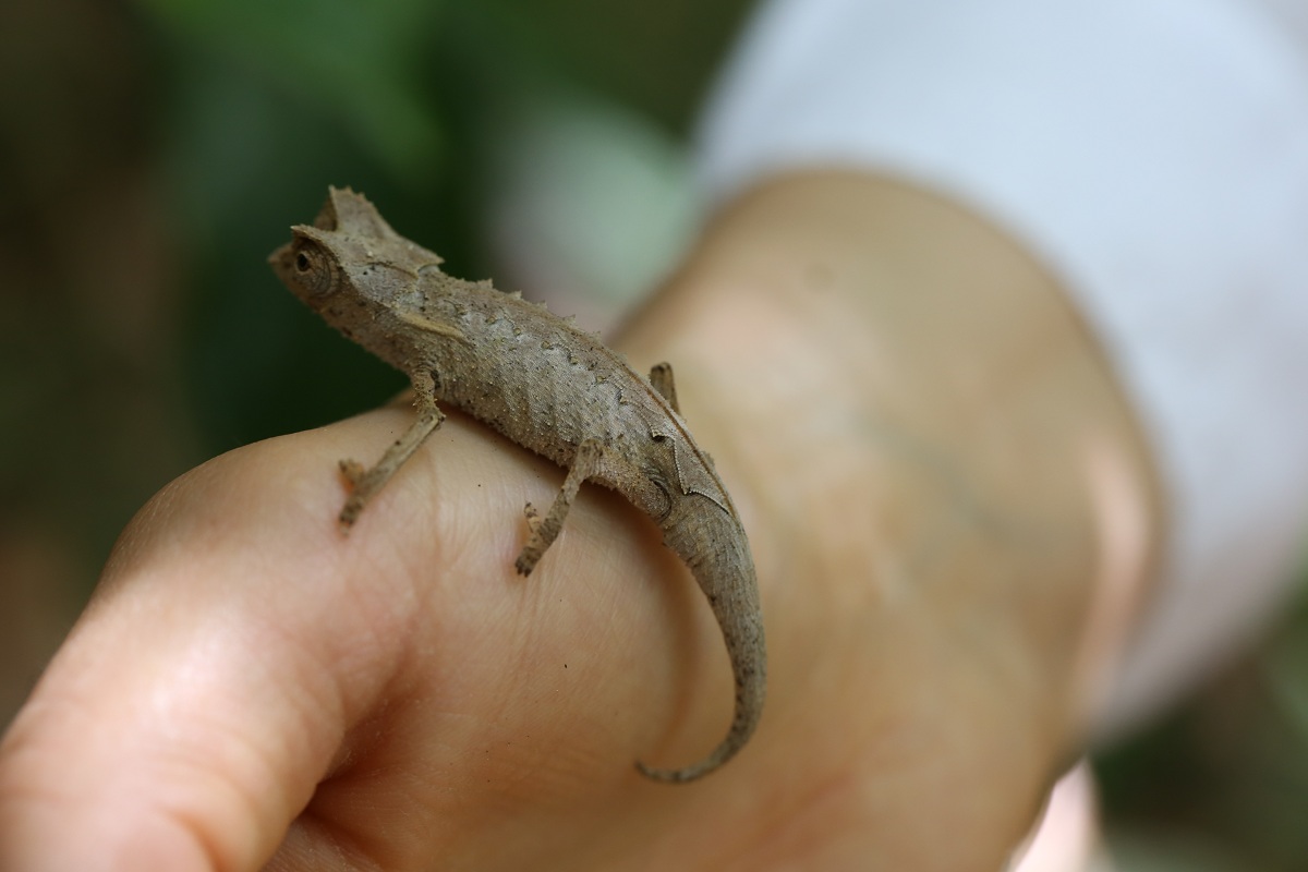 camaleonte Brookesia-Lokobe_madablu (2)