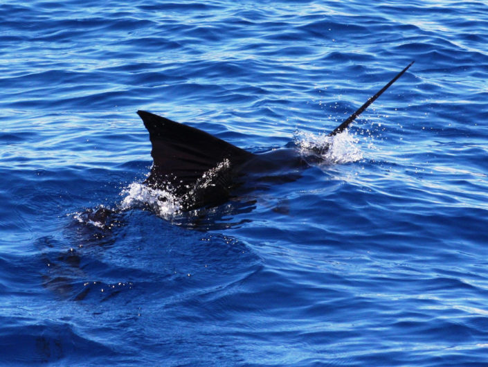 pesce vela-Nosy Be-madablu