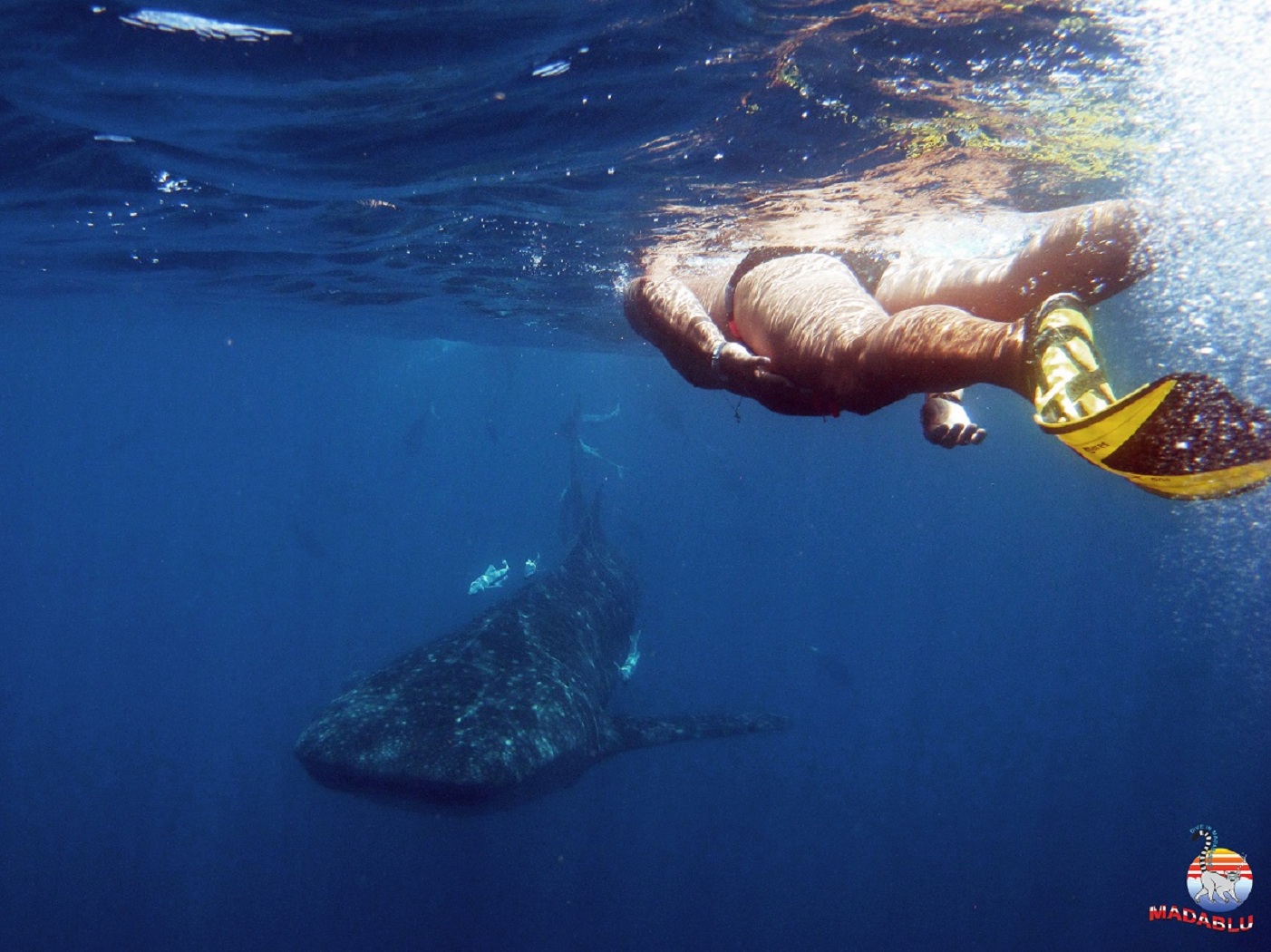 whale shark watching_madablu