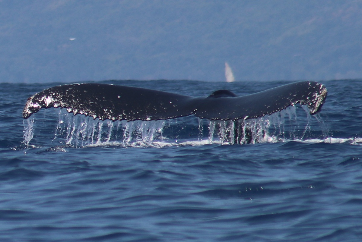 whale watching2_madablu