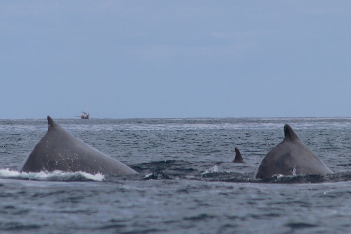 whale watching3_madablu