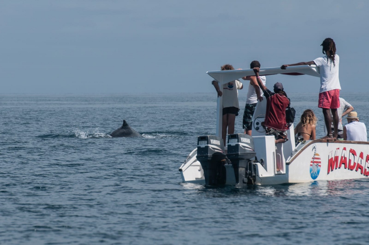 whale watching_madablu